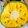 海南菠萝蜜新鲜现摘现发货源充足18-38斤 1
