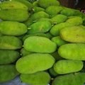 海南菠蘿蜜新鮮現摘現發貨源充足18-38斤 2