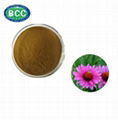 Echinacea Extract