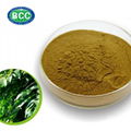 Olive Leaf Extract