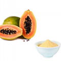 Papaya Extract 1