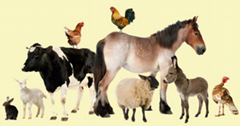 Hebei Vistar Bio-Technology Co.,Ltd Hebei Vistar Bio-Technology Co.,Ltd