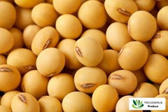 Soybeans