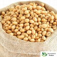 Soybeans 2