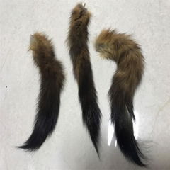 canadian sable tail
