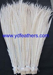 Bleached Lady Amhurst Tail Feather