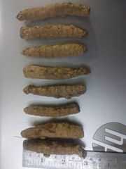 Turmeric Finger