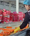the Chinese fresh vegetable carrots supplier and exporter