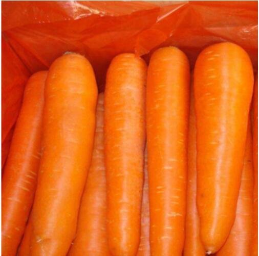 the Chinese fresh vegetable carrots supplier and exporter 3