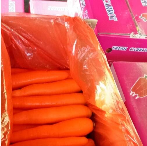 the Chinese fresh vegetable carrots supplier and exporter 4