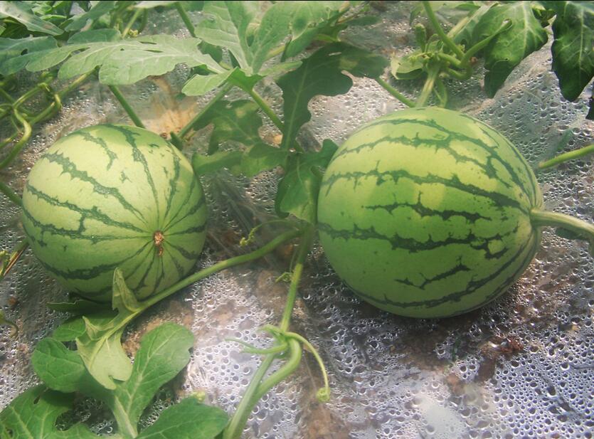 Chinese fresh fruit watermelon supplier and exporter xing017 xing