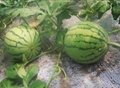 Chinese fresh fruit watermelon supplier and exporter 1