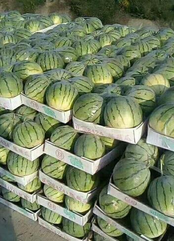 Chinese fresh fruit watermelon supplier and exporter 3