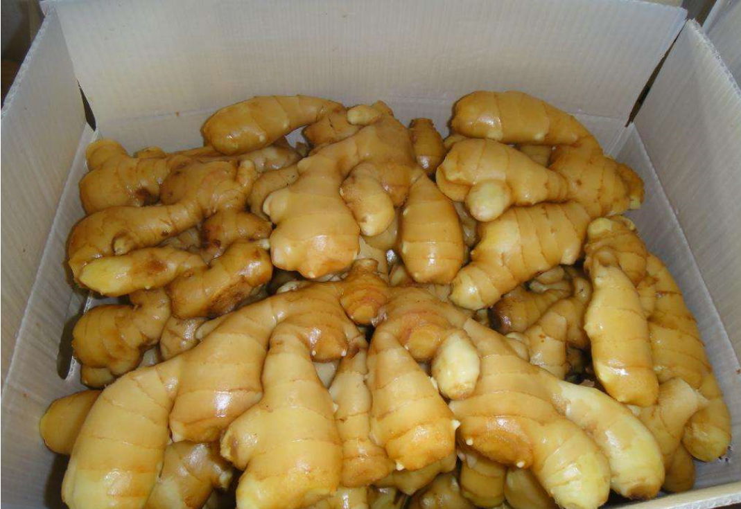 the vegetable Ginger supplier and exporter