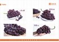 Chinese rose grapes supplier and exporter
