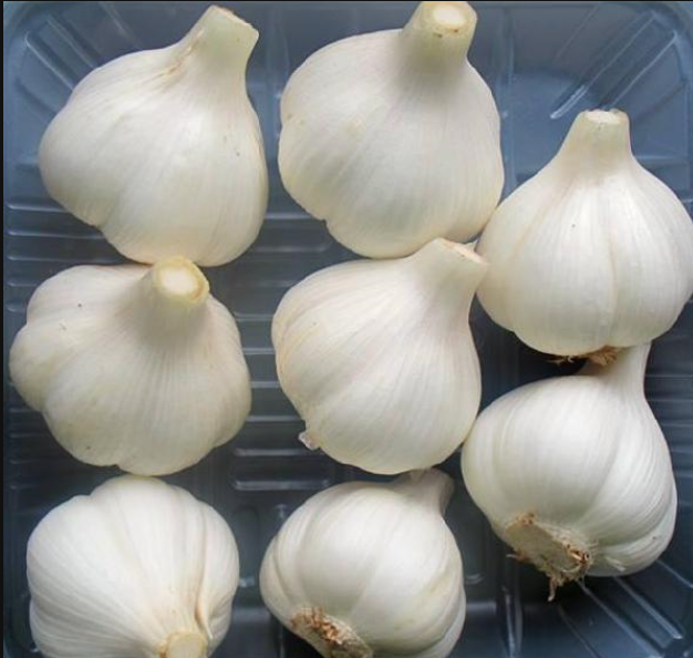 Chinese garlic supplier and exporter  2