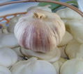 Chinese garlic supplier and exporter  3