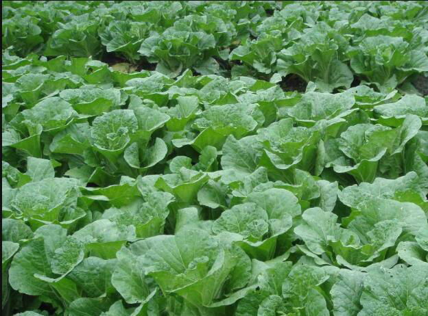 Chinese cabbage supplier and exporter