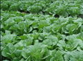 Chinese cabbage supplier and exporter