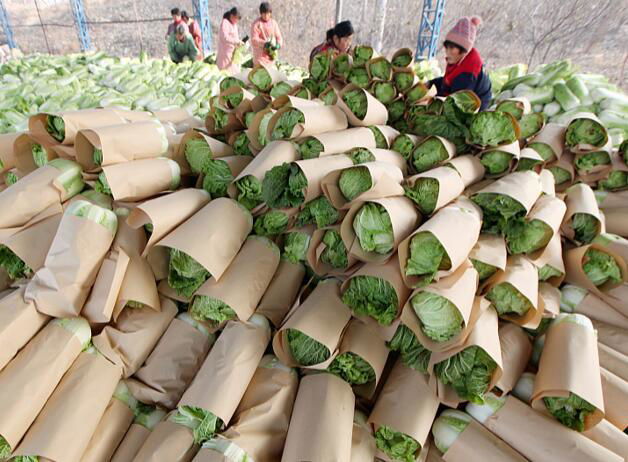 Chinese cabbage supplier and exporter 2