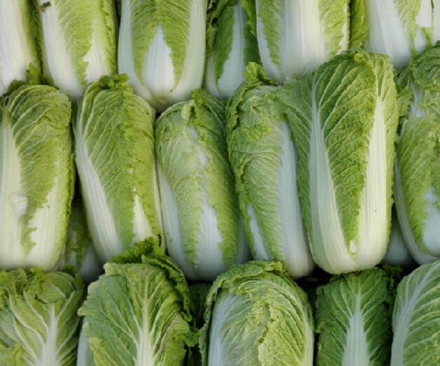 Chinese cabbage supplier and exporter 3