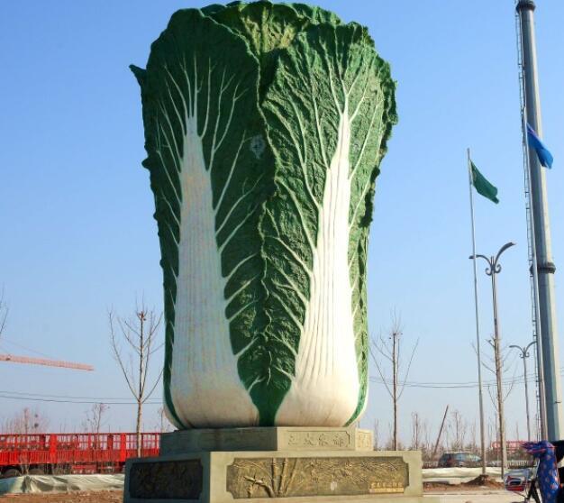 Chinese cabbage supplier and exporter 4