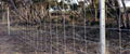 HINGE JOINT FENCING WIRE MESH SHEEP GOAT CATTLE RURAL FARM GALVANISED FENCE 2