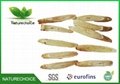 Astragalus root slice 1