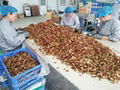 Organic Dried Jujube /Chinese Red date /Fructus  JujubaeTBC