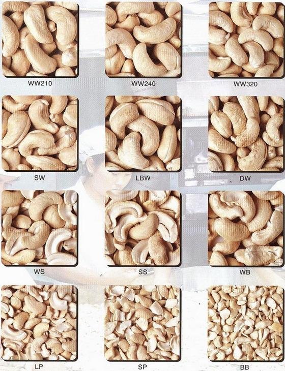 Cashew Nut 3