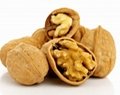 Organic Raw Walnuts in Shell Walnut Kernels