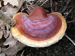 Ganoderma