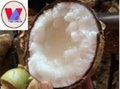 Wax Coconut  1