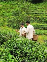 UNR-T  Riche Se Green Tea 