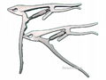 Derotation forceps for 5.5 & 6.0 rods,