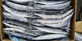 Frozen Pacific Saury WR (COLOLABIS