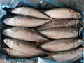 Frozen Horse Mackerel