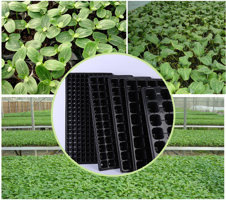 nursery tray 50 ,72 cells grow green (China Manufacturer) Flower