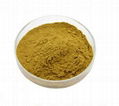 Ginkgo Biloba Extract 2