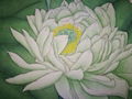 Green lotus painting500*500mm