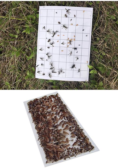 Bug Insect Killer Stickers Patch Pest Catcher Trap 225x97mm MK