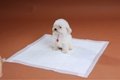 Pet Pads Non Wovens Fabric