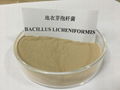 Animal Feed Additives Aquaculture Shrimp Fish Probiotics Organic Bacillus Liche