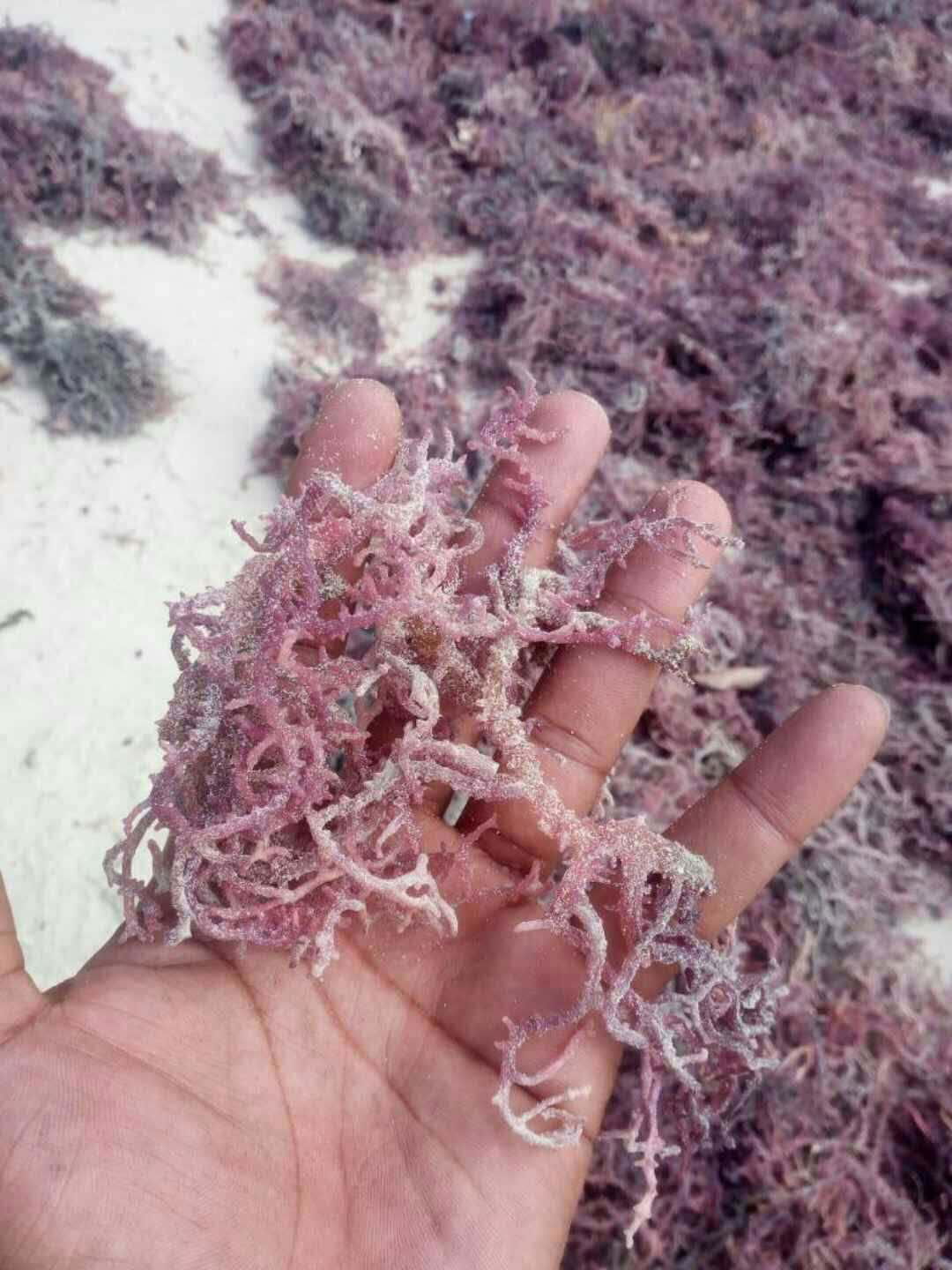 进口珊瑚菜血珊瑚