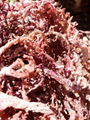 进口珊瑚菜血珊瑚 2