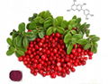 Cranberry Extract 4