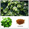 Centella asiatica extract-Asiaticoside&Asiatic Acid 3