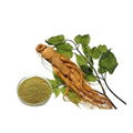 Ginseng Leaf Extract 1