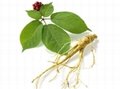 Ginseng Leaf Extract 3