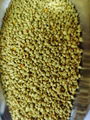 BEE POLLEN HIGH PROTEIN CHINA WHOLESALER